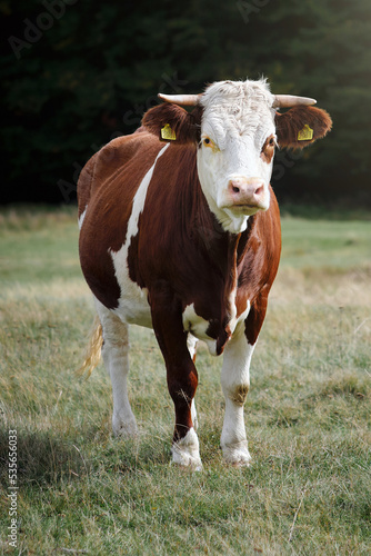 One milk cow in the field looking at camera © qunamax