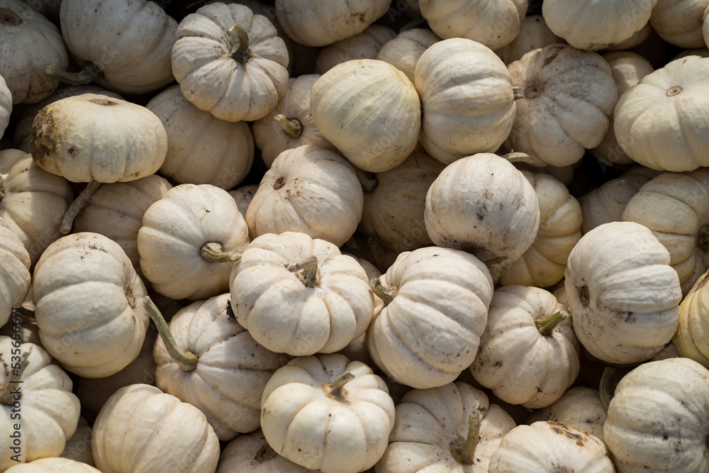 Pile of white mini pumpkins at a pumpkin patch in fall Pile of white mini pumpkins at a pumpkin patch in fall