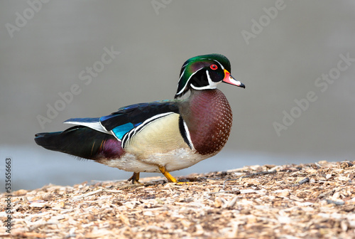 A Wood Duck walking up a hillside full of wood chips at a park with a neutral colored lake in the background.
