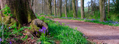 Bluebells in a Hampshire wood near Hinton Ampner, South Downs National Park photo