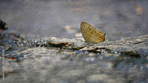 beautiful butterfly in the forests of Thailand