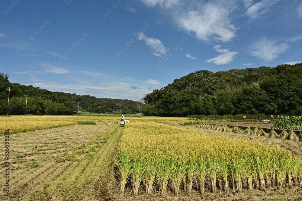 Fototapeta premium 稲刈り作業・コンバイン