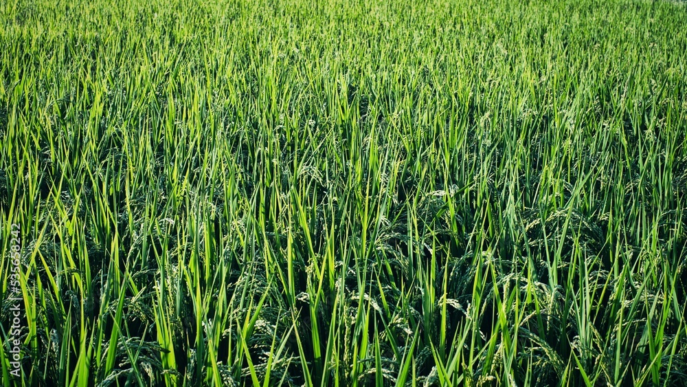 秋の季節のお米が育っている写真