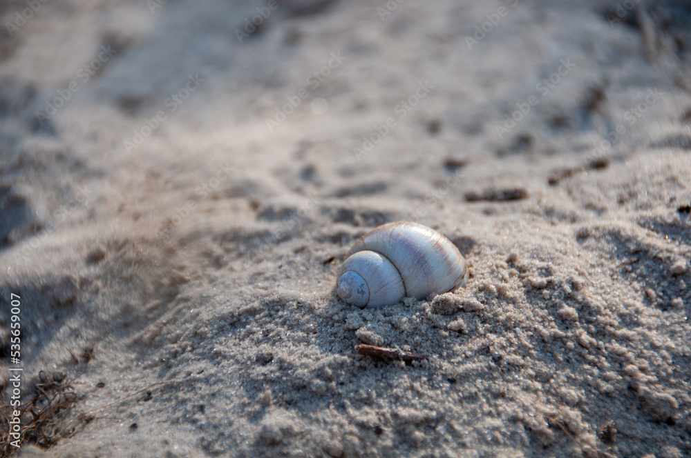 shell on the sand, cold sand, sand quarry, sandy, macro, close up shell on the sand, cold sand, sand quarry, sandy, macro, close up