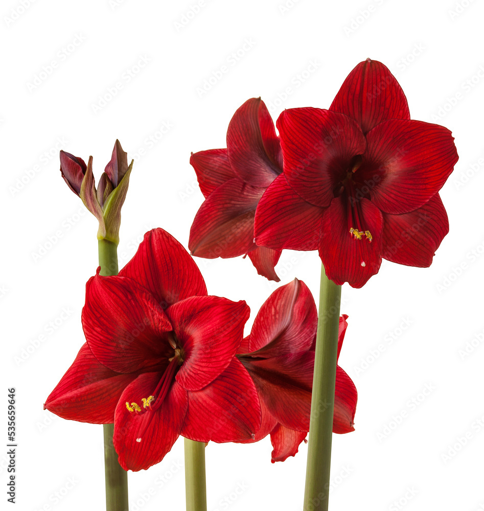 Bloom dark-red Hippeastrum Galaxy group 'Arabian Stock Photo | Adobe