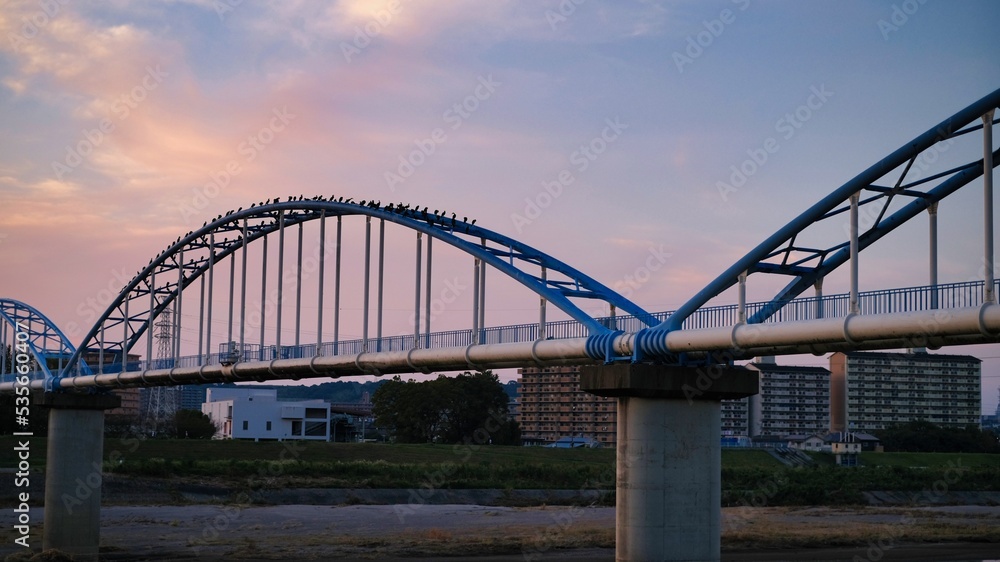 Obraz premium 夕焼けの水道管に並んでいた鳥たち