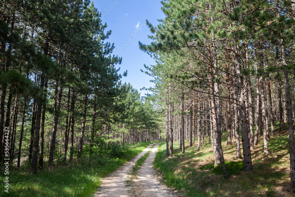 Dirtpath in the middle of pine andfir trees in a typical mountain forest in the balkans mountains in Divcibare, Serbia, in deep woods, in Europe...... Dirtpath in the middle of pine andfir trees in a typical mountain forest in the balkans mountains in Divcibare, Serbia, in deep woods, in Europe......