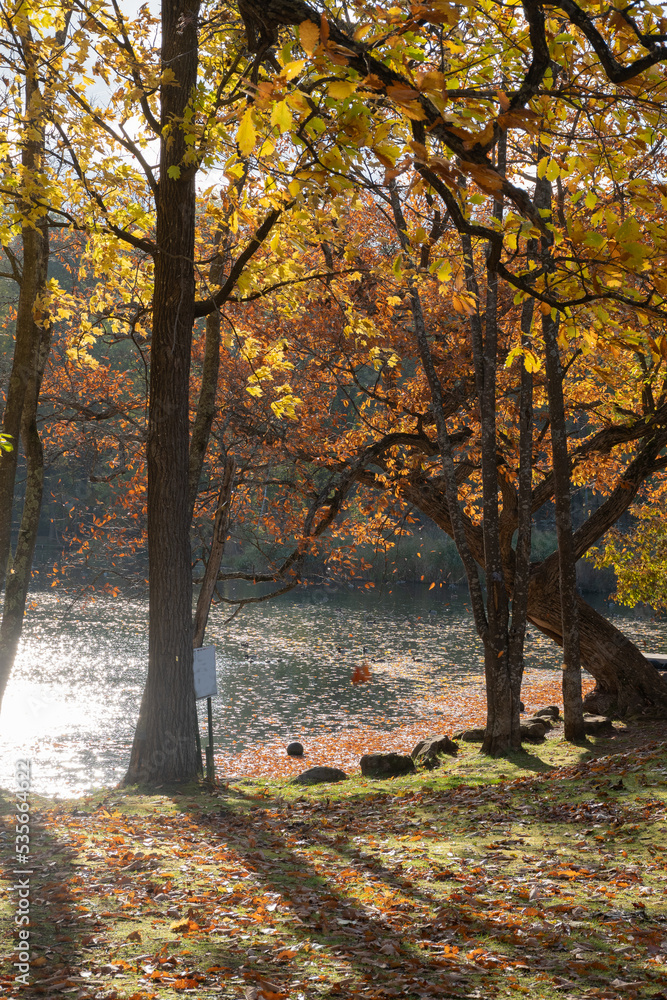 落ち葉が舞う秋の公園　鳥沼公園
