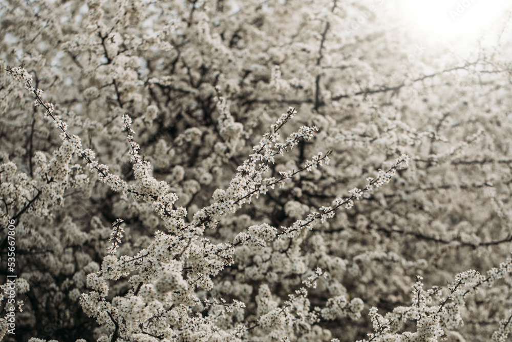 Spring flowers. Spring. Tree. Natural. Spring flowers. Spring. Tree. Natural.