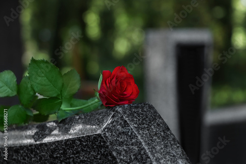 Red rose on grey granite tombstone outdoors. Space for text