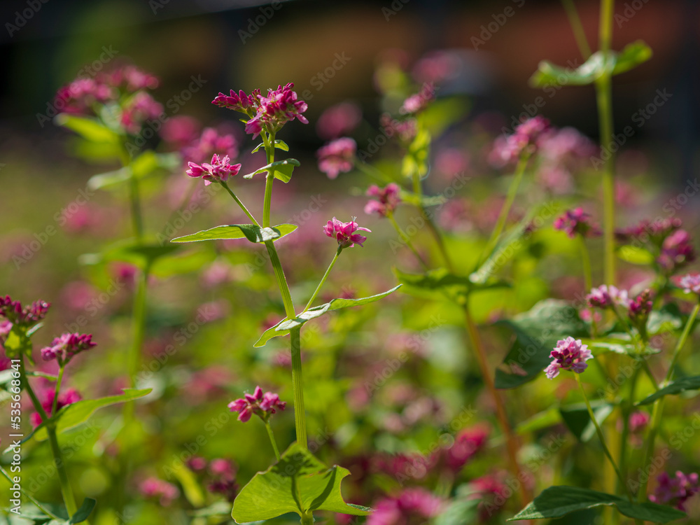 そばの花