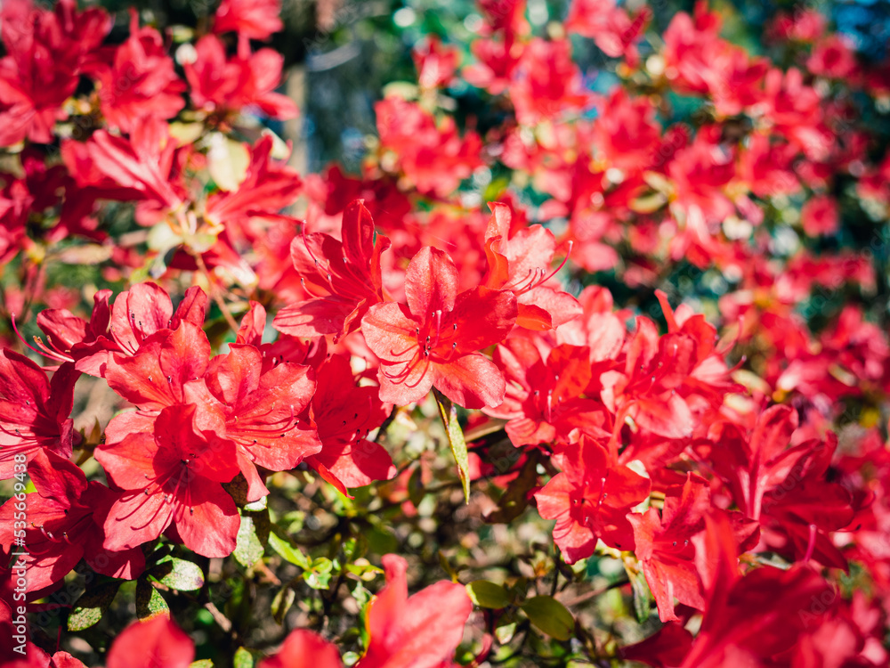 red flowers in garden red flowers in garden
