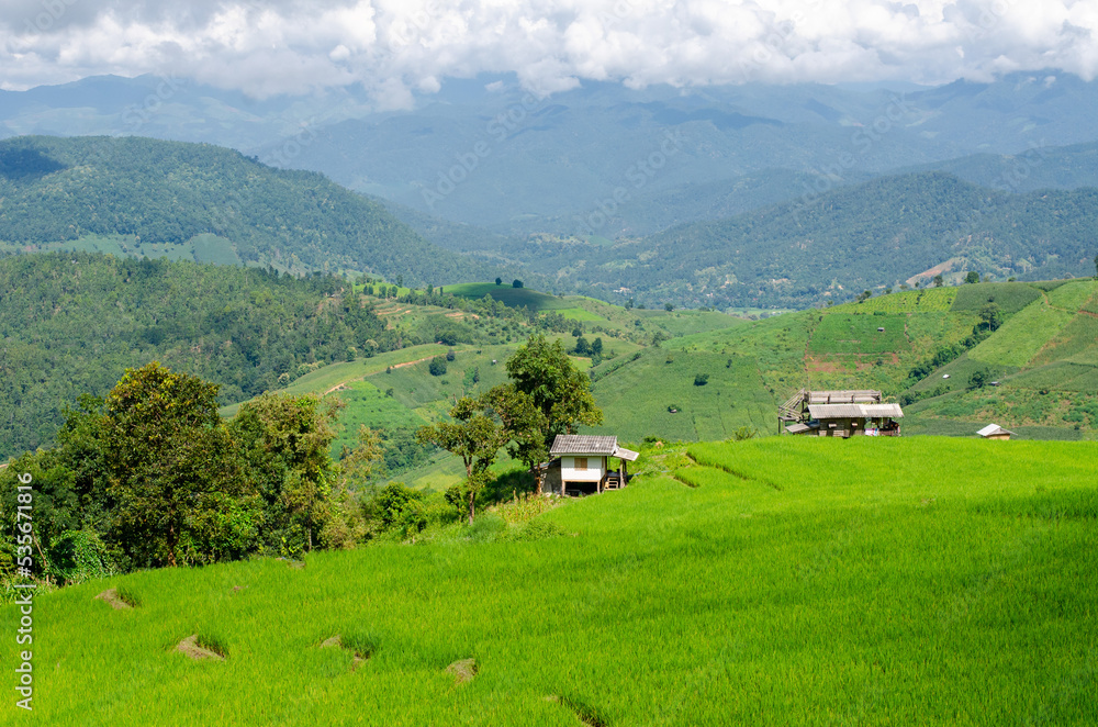Green rice terrace field at Pa Pong Piang village in Chiang Mai, Thailand