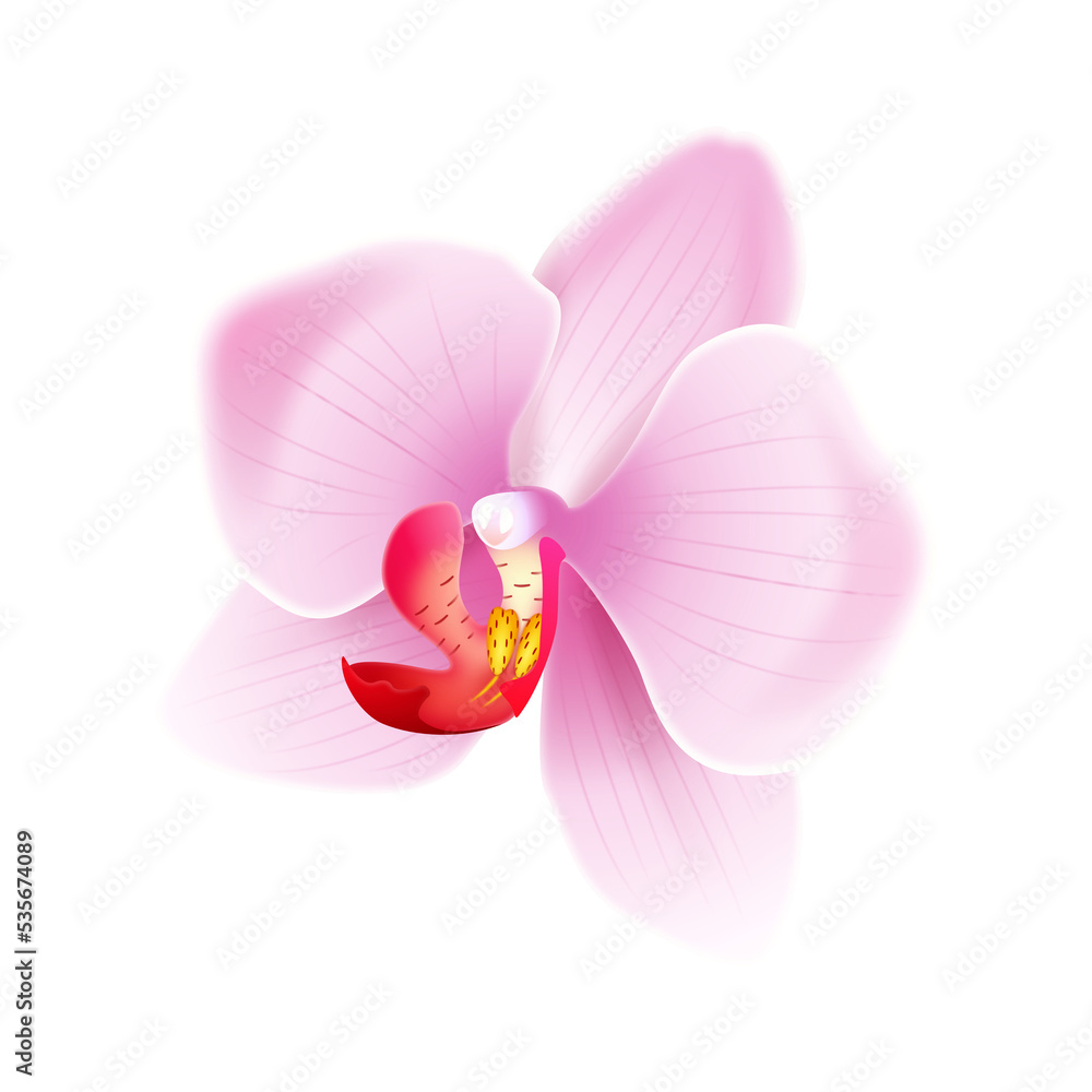 Jasno różowa orchidea - piękny rozwinięty kwiat. Ręcznie rysowana botaniczna ilustracja. - obrazy, fototapety, plakaty 