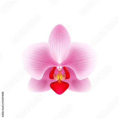 Jasno różowa orchidea - piękny rozwinięty kwiat. Ręcznie rysowana botaniczna ilustracja.