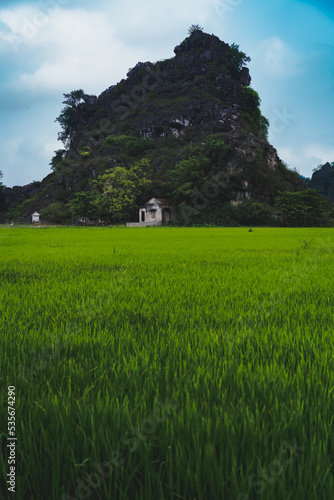 Vietnam fields