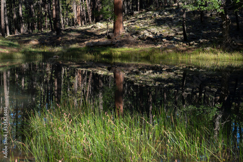 Trees and a rocky hillside reflecting in a forest pond