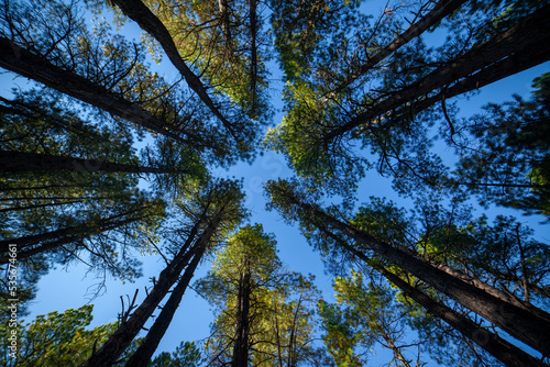 Foto An upward view of towering pine trees against a blue sky in the forest