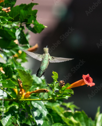 hummingbird in flight with orange trumpet flower 
