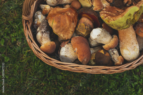 Basket full of fresh forest mushrooms.Autumn season.