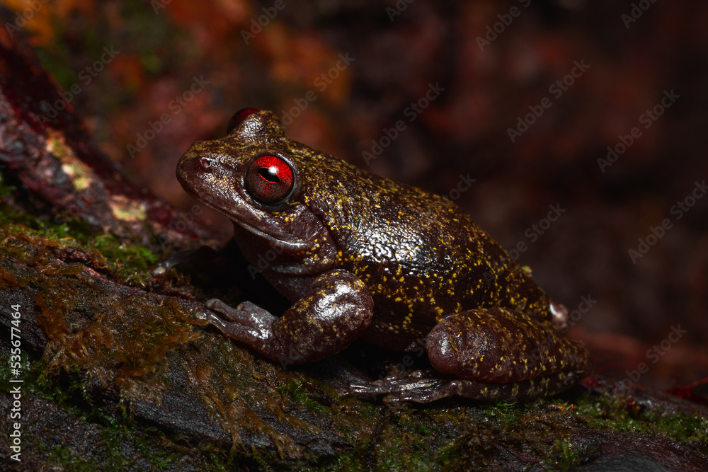 Obraz premium red eyes frog on the ground moss