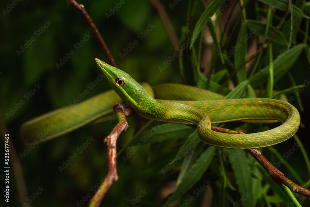 green snouted vine snake on the tree brush green snouted vine snake on the tree brush