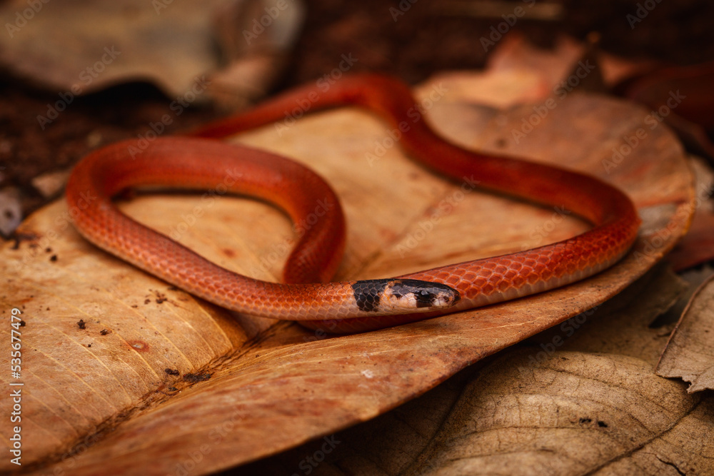 Fototapeta premium red ground snake