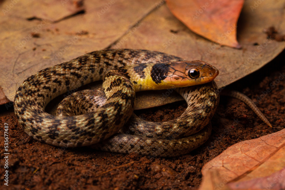 juvenile grass snake juvenile grass snake
