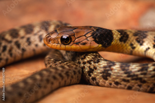 macro juvenile grass snake