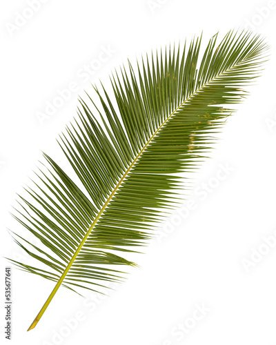 palm leaf isolated on white background. © thawats
