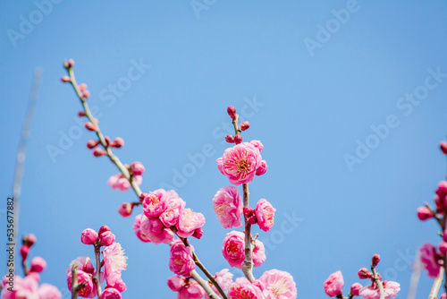 ピンク色の梅の花	