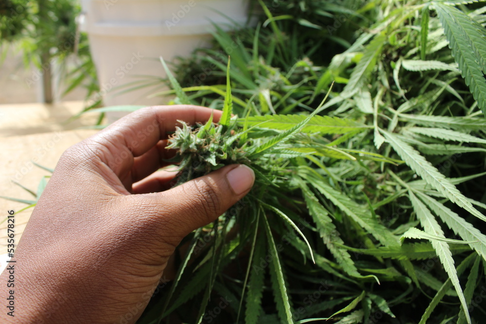 Hemp Plants Bud in Brown Hand Hemp Plants Bud in Brown Hand