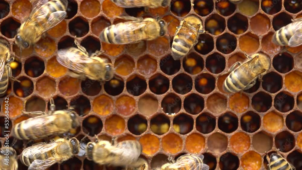 Bee pollen stored in the combs. Inside the Beehive A wax cells with honey and