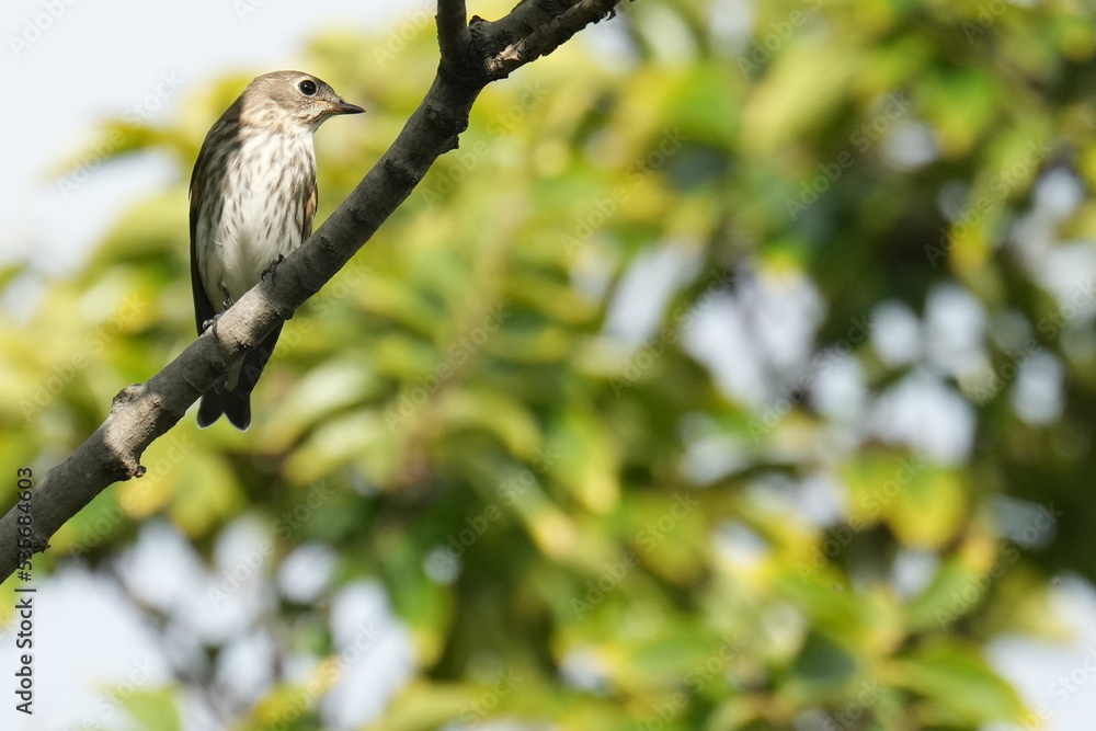grey streaked flycatcher on a branch grey streaked flycatcher on a branch