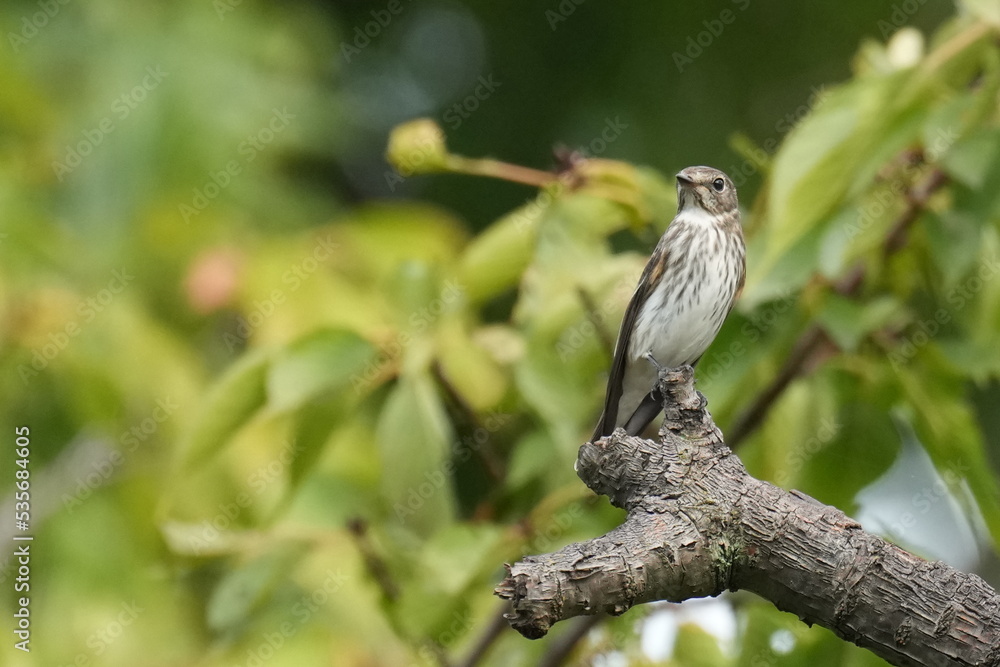 grey streaked flycatcher on a branch grey streaked flycatcher on a branch