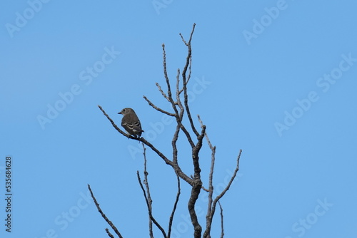 grey streaked flycatcher on a branch