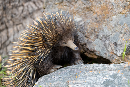 Echidna is standing next on a rock, looking for a food photo