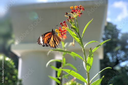 Common Tiger Butterfly feeding on a Milkweed Flower. photo