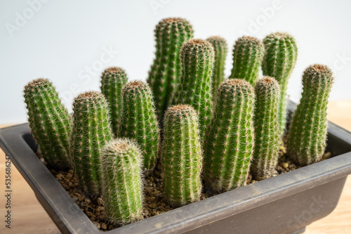 Group of strange Echinopsis calochlora cactus stretching caused of lack of sunlight. Cactus need exposure to lots of sunlight to thrive and blossom.