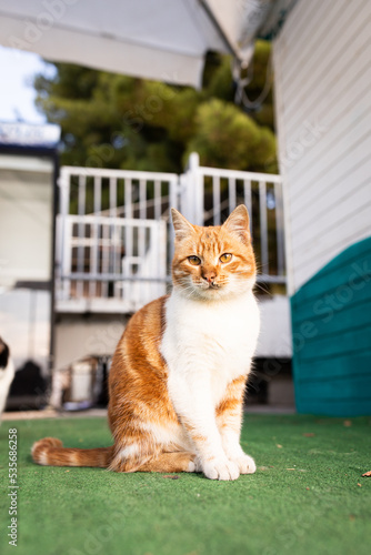 A beautiful ginger cat is sitting outside. Stray cats. Vertical photo.