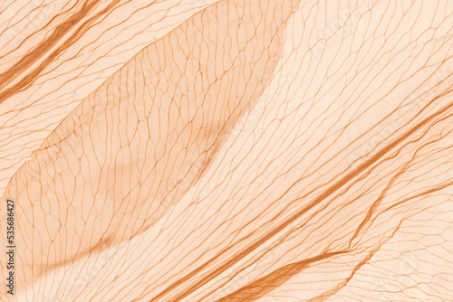 Nature abstract of flower petals, beige transparent leaves with natural texture as natural background or wallpaper. Macro texture, color aesthetic photo with veins of leaf, botanical design.