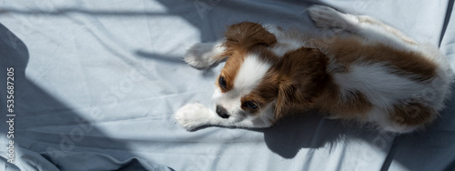 Banner. cute puppy cavalier king charles spaniel. Grey backgroundBanner. cute puppy cavalier king charles spaniel. Grey background photo