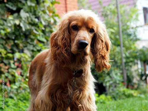 Red Spaniel hunting dog looks at the camera on the background of a green lawn. © Татьяна Пинкасевич