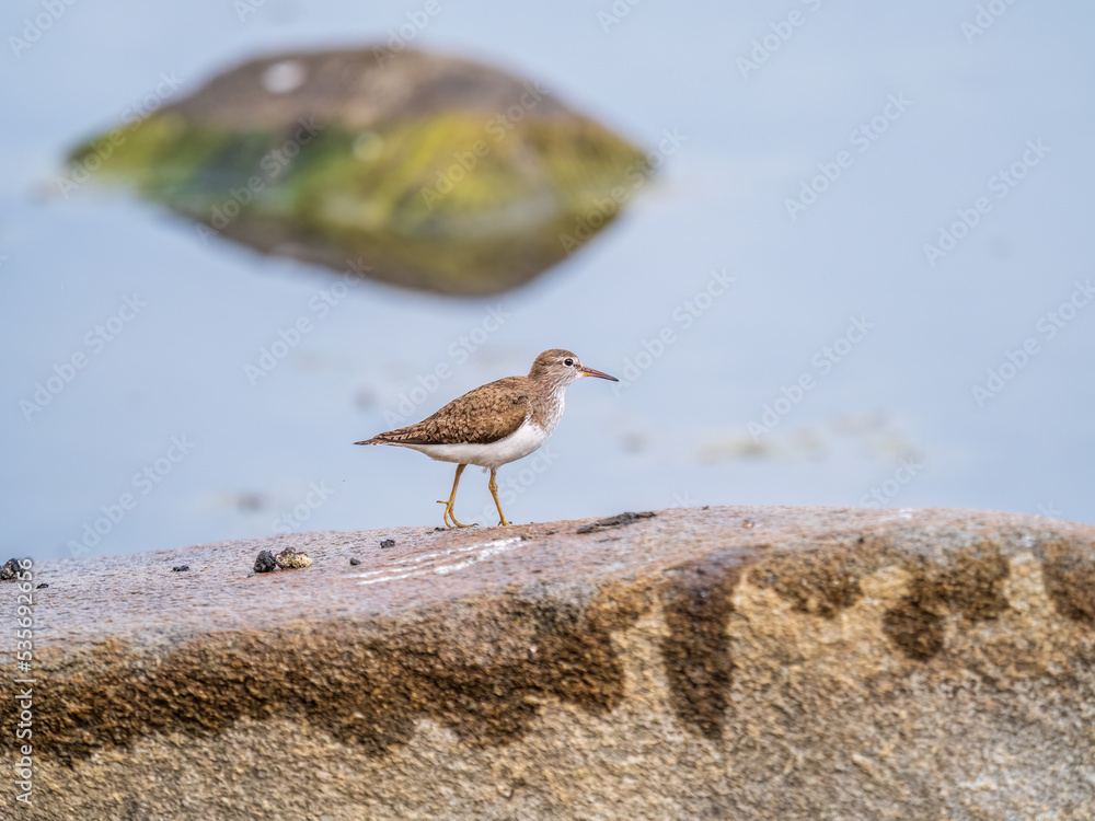 Common sandpiper, Actitis hypoleucos, resting lake shore under raindrops. Common sandpiper, Actitis hypoleucos, resting lake shore under raindrops.