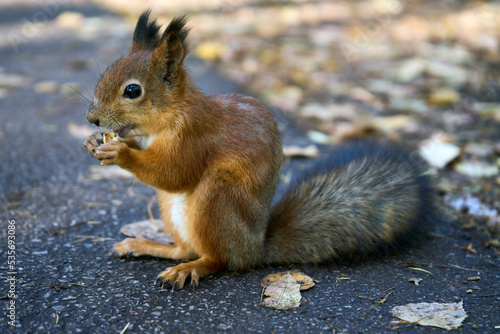 Red squirrel eats nuts, outdoor, close-up