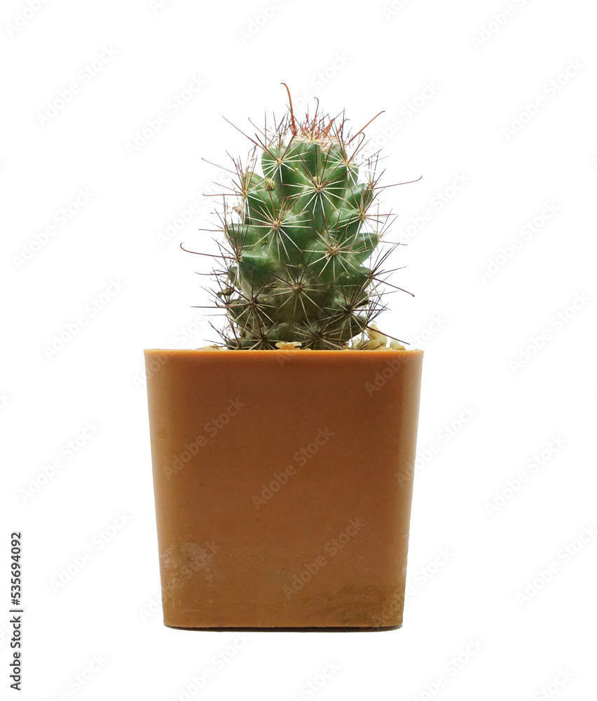 Small cactus on a white background. Small cactus on a white background.