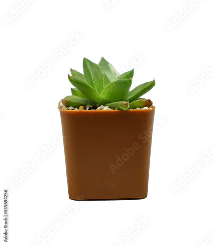 Small cactus on a white background.