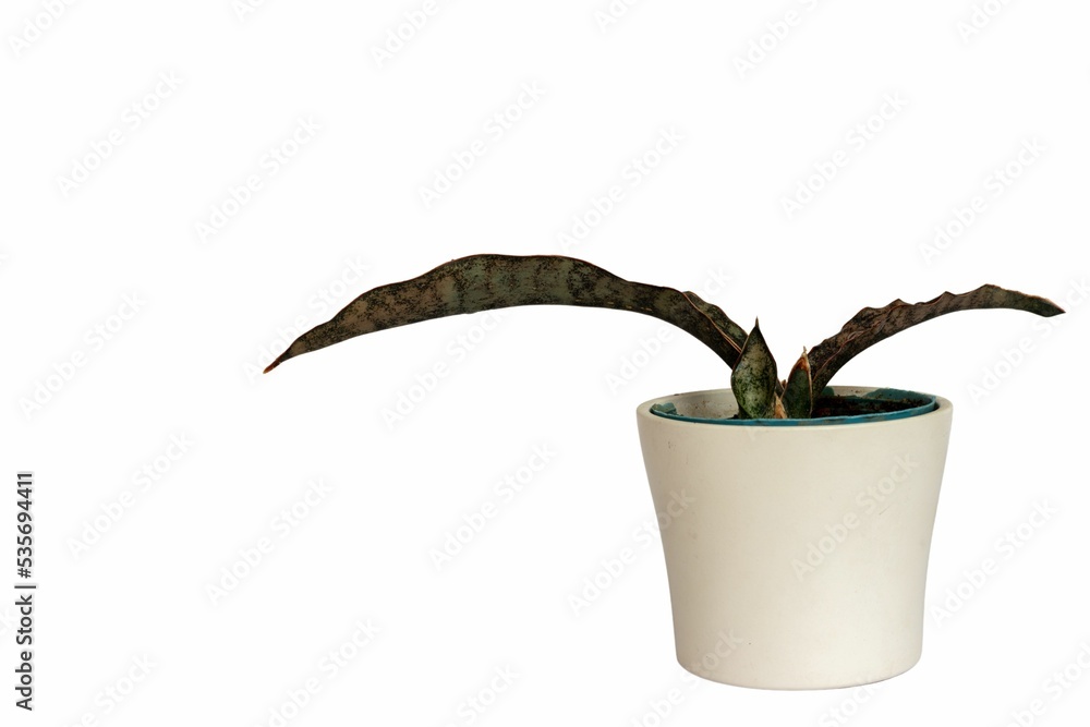 Sanseviera coppertone snake plant in a ceramic pot on isolated white