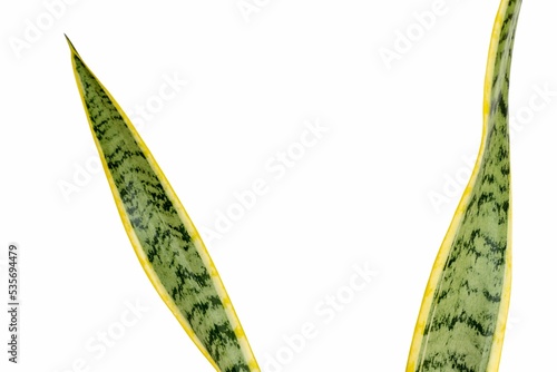 Snake plant leaves on white isolated background photo