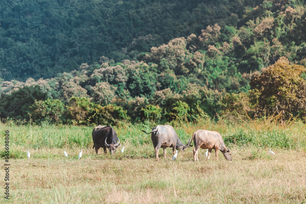 Thai buffalo eat grass in a wide field ,Horned buffalo, In nature at northern thailand. Thai buffalo eat grass in a wide field ,Horned buffalo, In nature at northern thailand.